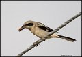 _1SB6916 loggerhead shrike